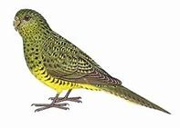 Night Parrot